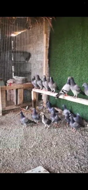 حمام زاجل الجامبو