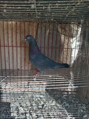 طبات حمام قطيفي