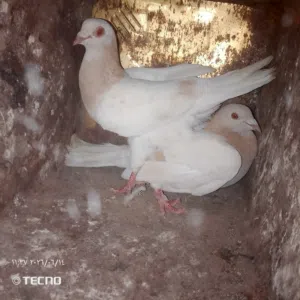 حمام البيع ايا طير على 3