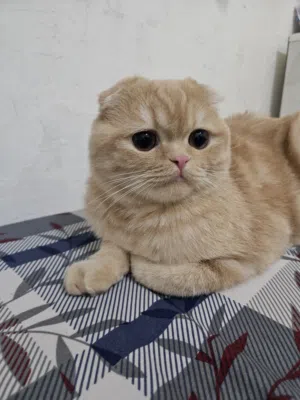 قطه سكوتش فولد لون مميز جدا تحب اللعب وحنونه جدا