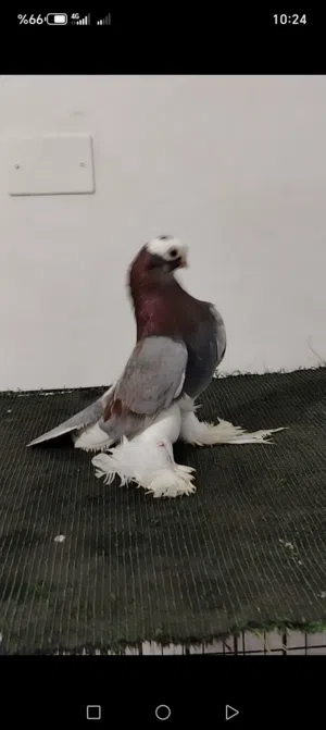 بسم لله ماشاءالله روسي ممسوح