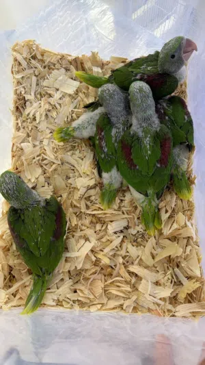 دره نيبالي و هولندي الوان و اعمار مختلفة