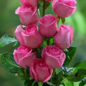 Hitham Saad