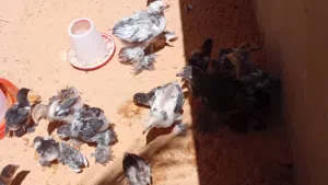 فلاليس للبيع أقرأ الوصف