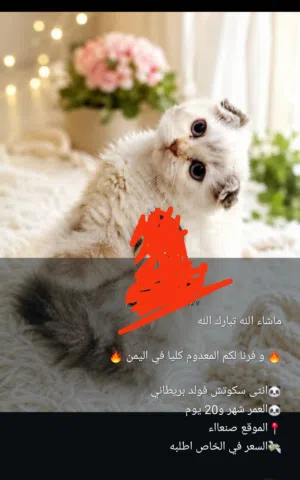قطط لي بيع الموقع تعز الحوبان