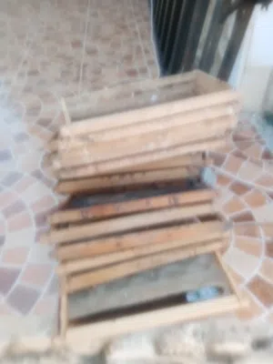 عاسلات نحل