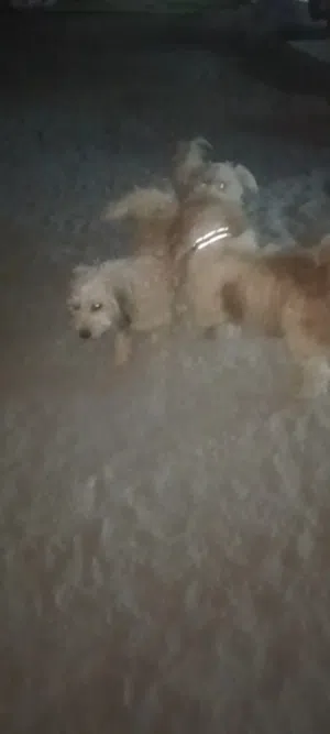 للبيع كلب مالتيز