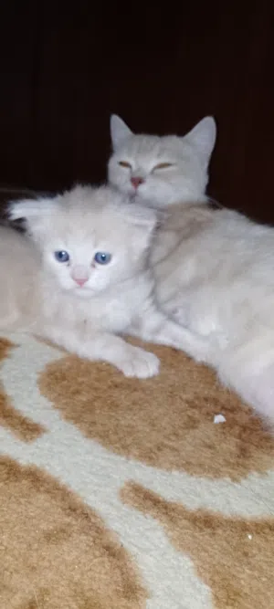 قطه وبنتها للتبني