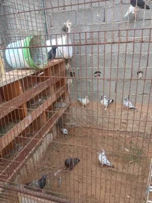 حمام عربي للبيع اقرا الوصف