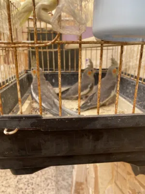 عصافير كوكتيل