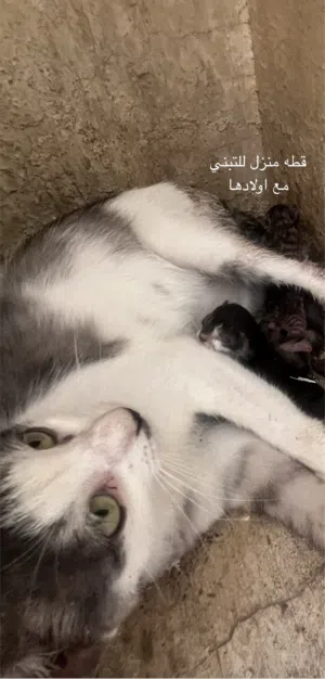 قطط (للتبني) اقراء الوصف