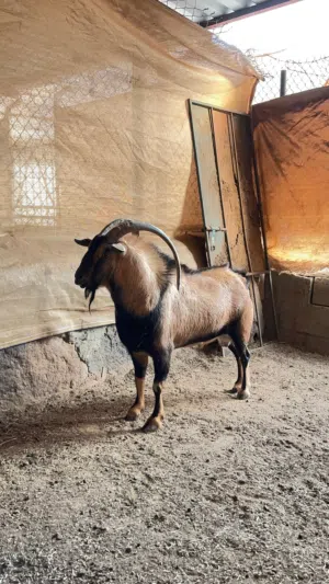 فحل وعل حق إنتاج