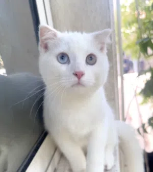 White Scottish fold