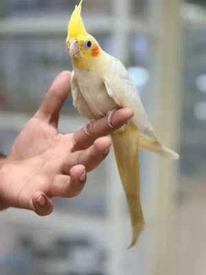 I have this yellow cocktail friendly hand breeding