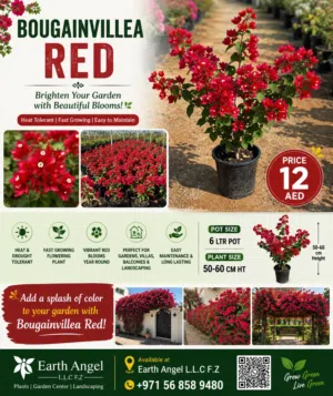 Bougainvillea Red – Vibrant Flowering Plant
