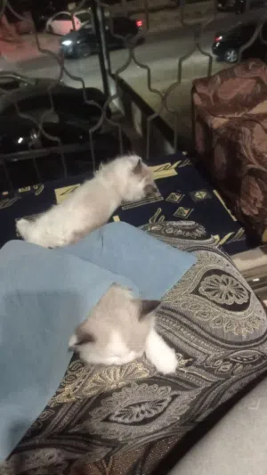 قطة كيوت ودلوعة (راغدول مع هيمالايا) عمرها 3 شهور فقط