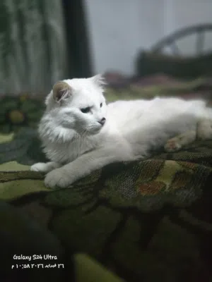 قط شيرازي مكس تركي ذكر