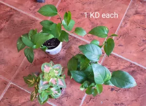 Indoor plants 1 KD each