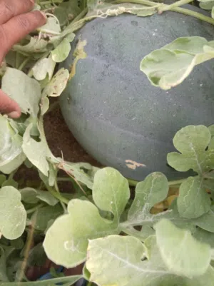 بطيخ جح للبيع بالأطنان