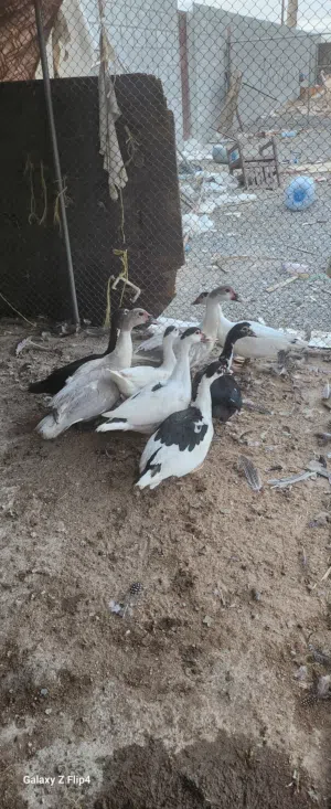بط مصري جاهز لتزواااااج