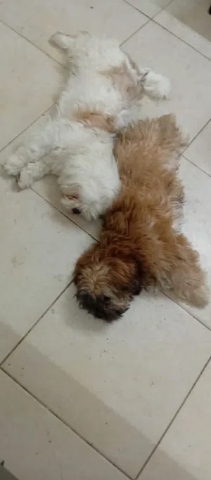 زوجين كلاب فصيلة الشتزو