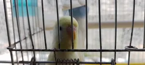 طيور جميله بصوت مهرج