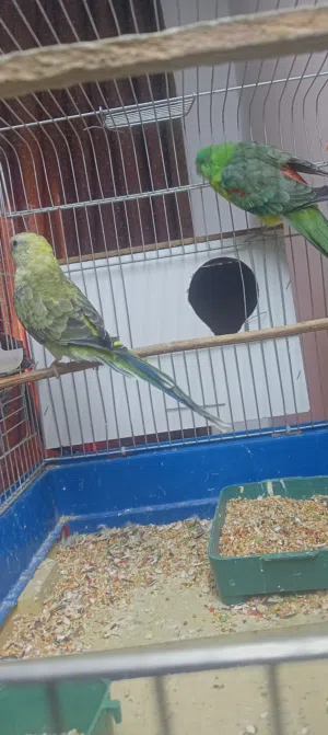 جوز ريد رام براكيت