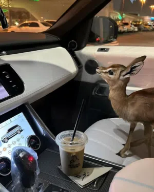 غزال للبيع بعمر شهر و نص