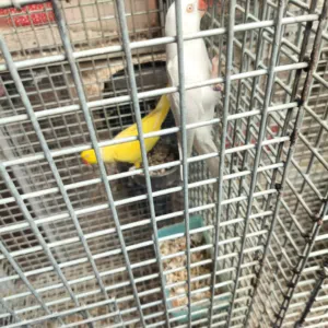 زوج متو جاهز للانتاج