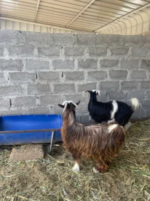 جدايه عمانيات