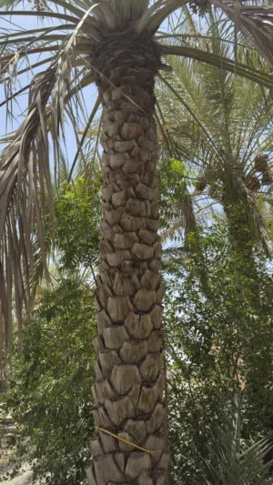 نخيل متنوعة للبيع