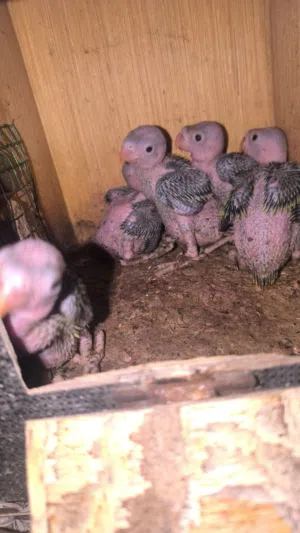HEALTHY HOME BRED GREEN RING NECK CHICKS .