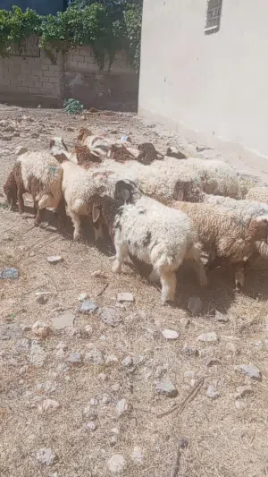 عبر لحم للبيع