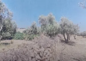 Farm Land for Sale in Jerash Other