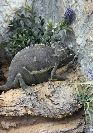 Other Animals1