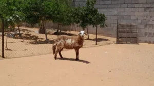 فطيمه هجين وطني ربي يبارك مش مبدله عشره بادن الله سلاله ربي يبارك جنس تومي