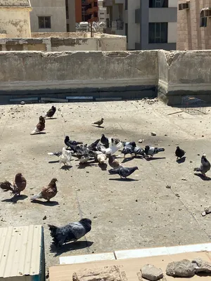 ‏حمام‏4