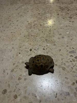 ‏سلاحف‏1