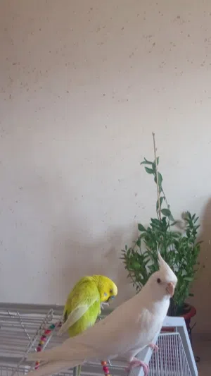 ببغاء كوكتيل بلاتينوم  اليف ومغرد