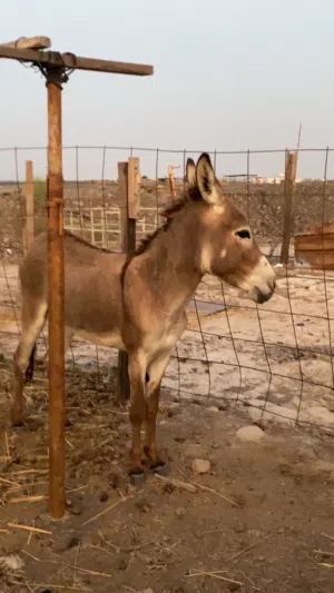 حمار ذكر من ولاية صحار