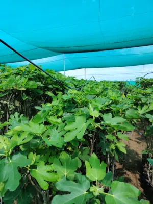 شتلات تين براون تركي جملة