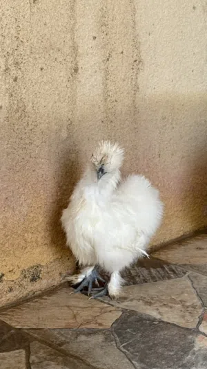 زوج سلكي أمريكي