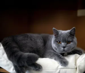 British Shorthair female cat