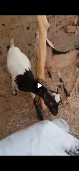 غيارين اسمان فلاك