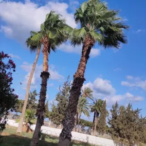 مصعب الضباع 