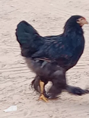 دجاج براهما عملاق عدد 3 , وبراهما ميني عدد2