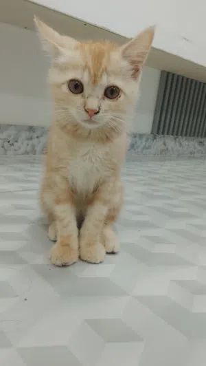 قطه للبيع أنثى ولطيف