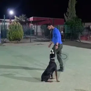 اغتنم فرصه اقتناء اجمل كلاب الدوبرمان ..ذكر ...مع جميع المطاعيم