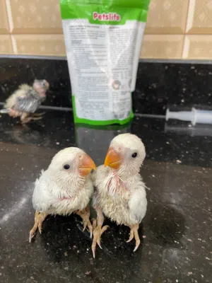 فرخ كوكتيل باستل  فورخين روز تركواز