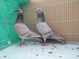 أزواج باكستاني مطيار واقبل البدل مع دجاج بياض او زاجل او مدينه يوجد توصيل حسب الاتفاق اقرا وصف تحت